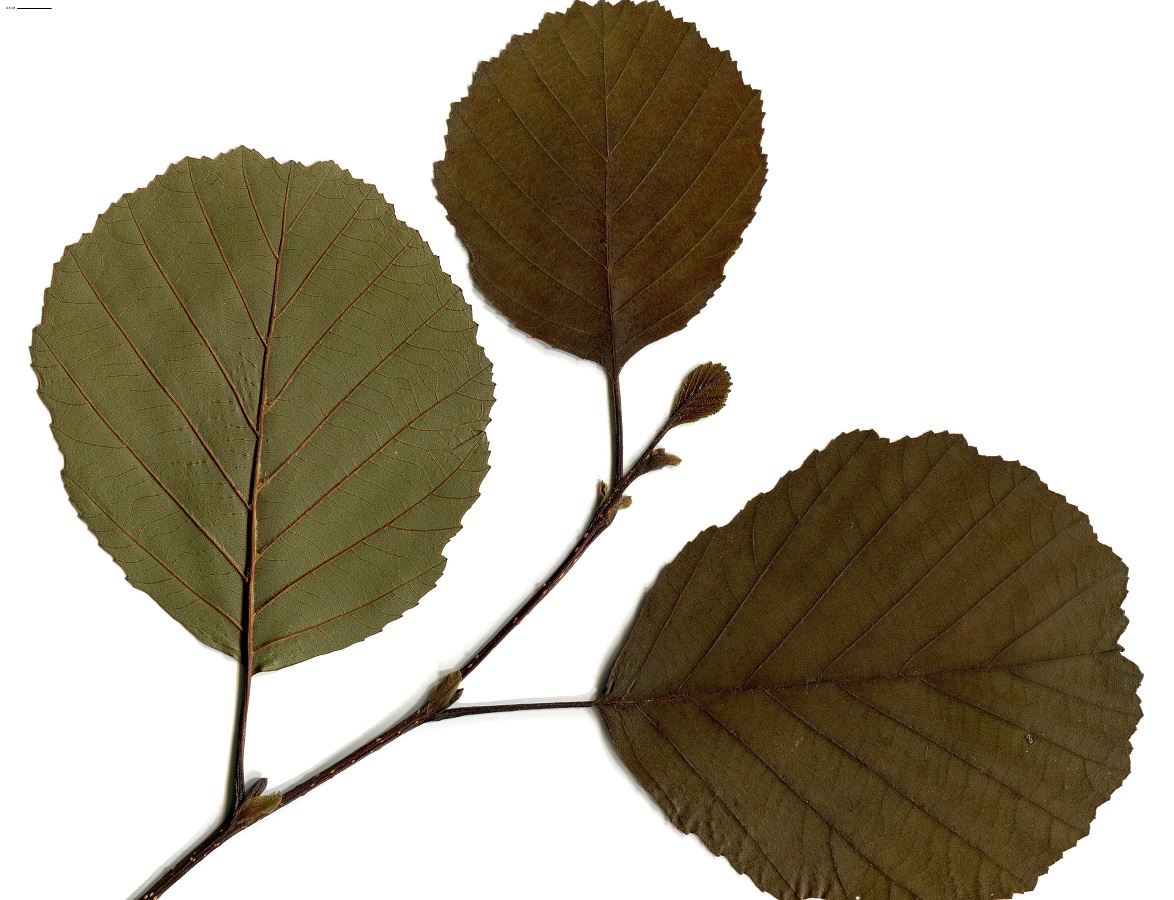 Alnus glutinosa (Betulaceae)